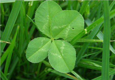Triple Creek Journal: Can You Find 4-leaf Clovers without Looking